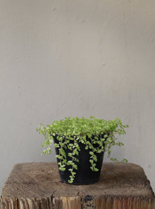 Peace in the home White