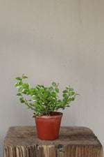 Load image into Gallery viewer, Creeping Fig Small
