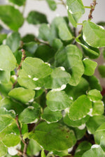 Load image into Gallery viewer, Creeping Fig Small

