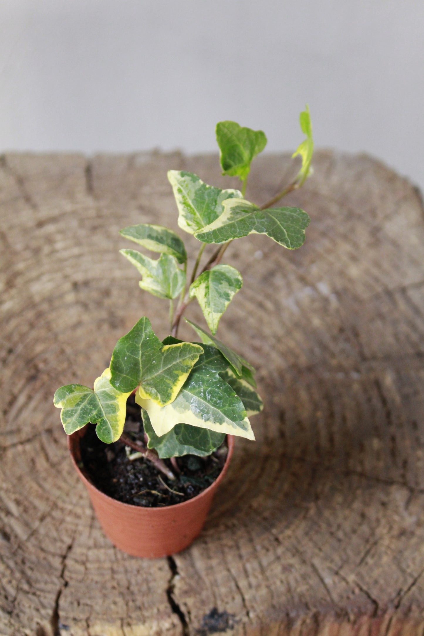 English Ivy Variegated Small