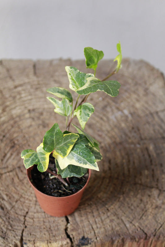 English Ivy Variegated Small