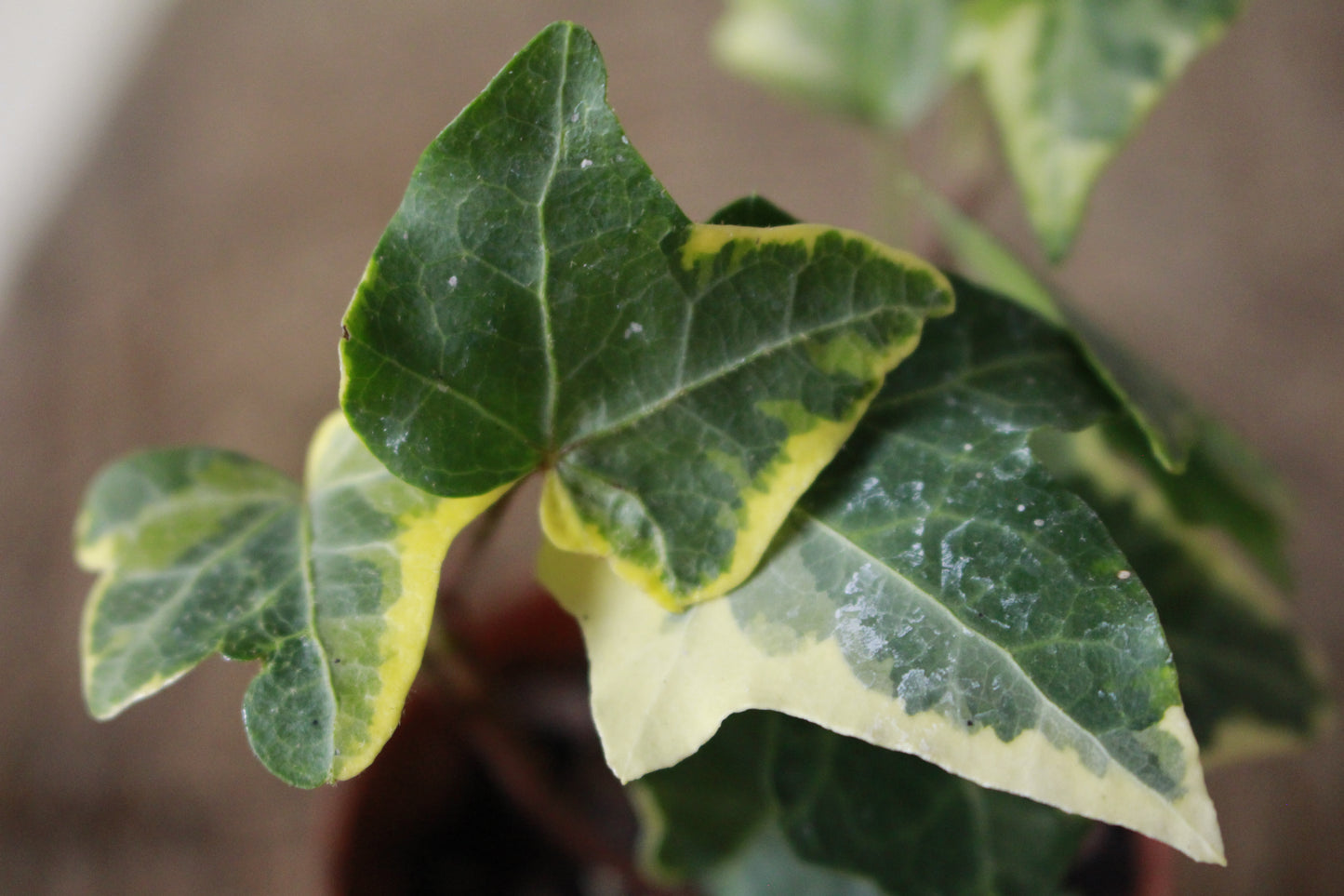 English Ivy Variegated Small