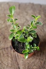 Load image into Gallery viewer, Euonymus Japonicus Variegated Small
