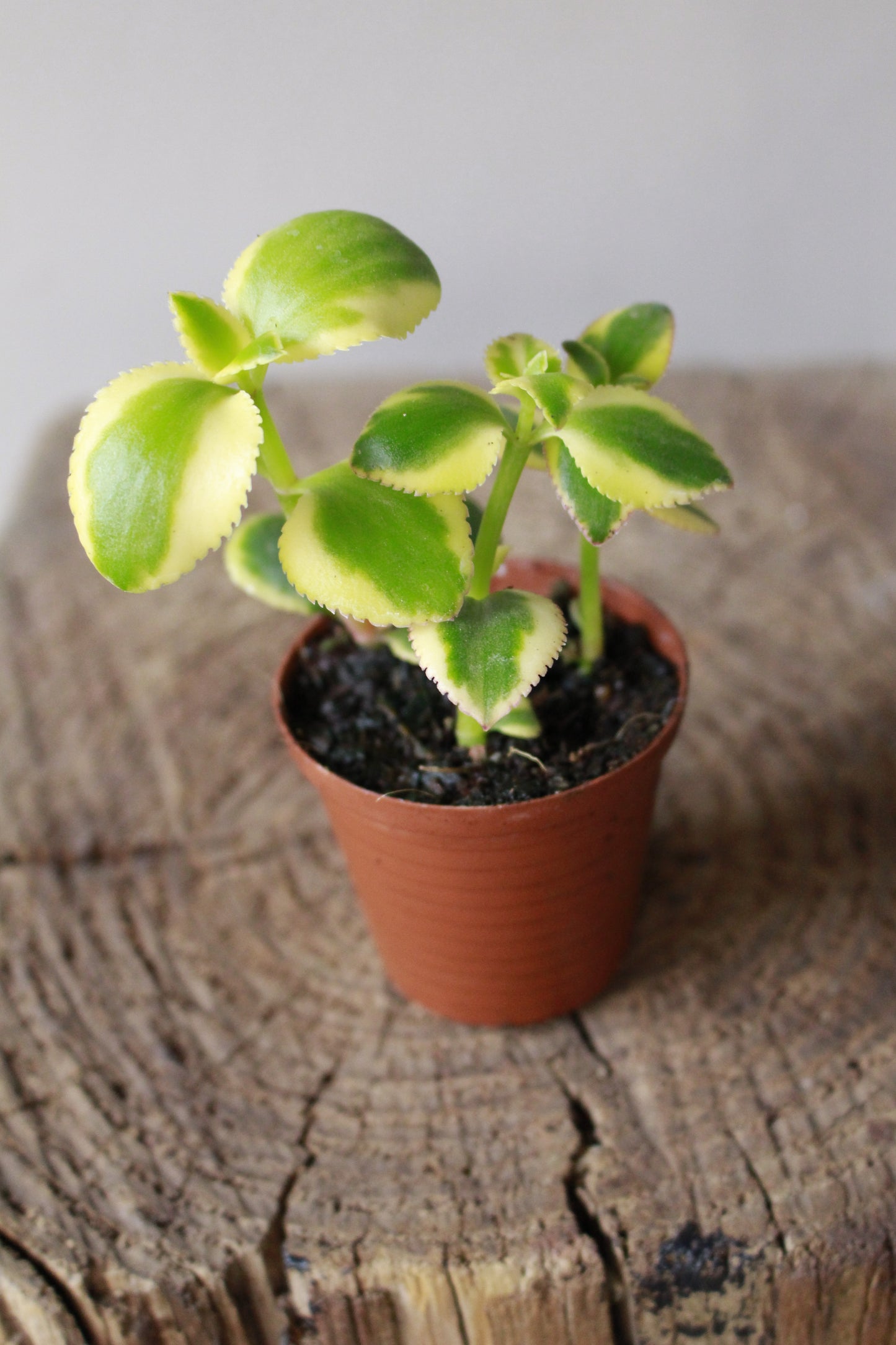 Crassula Sarmentosa Variegated small terrarium