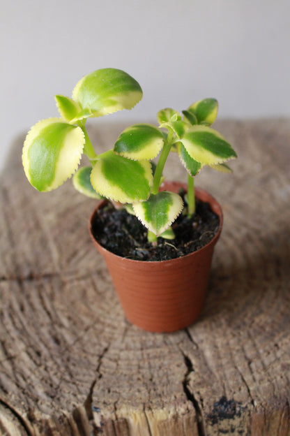 Crassula Sarmentosa Variegated small terrarium