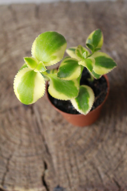 Crassula Sarmentosa Variegated small terrarium