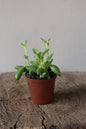 String of tears small terrarium