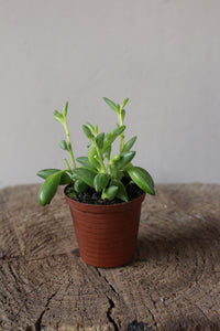 String of tears small terrarium