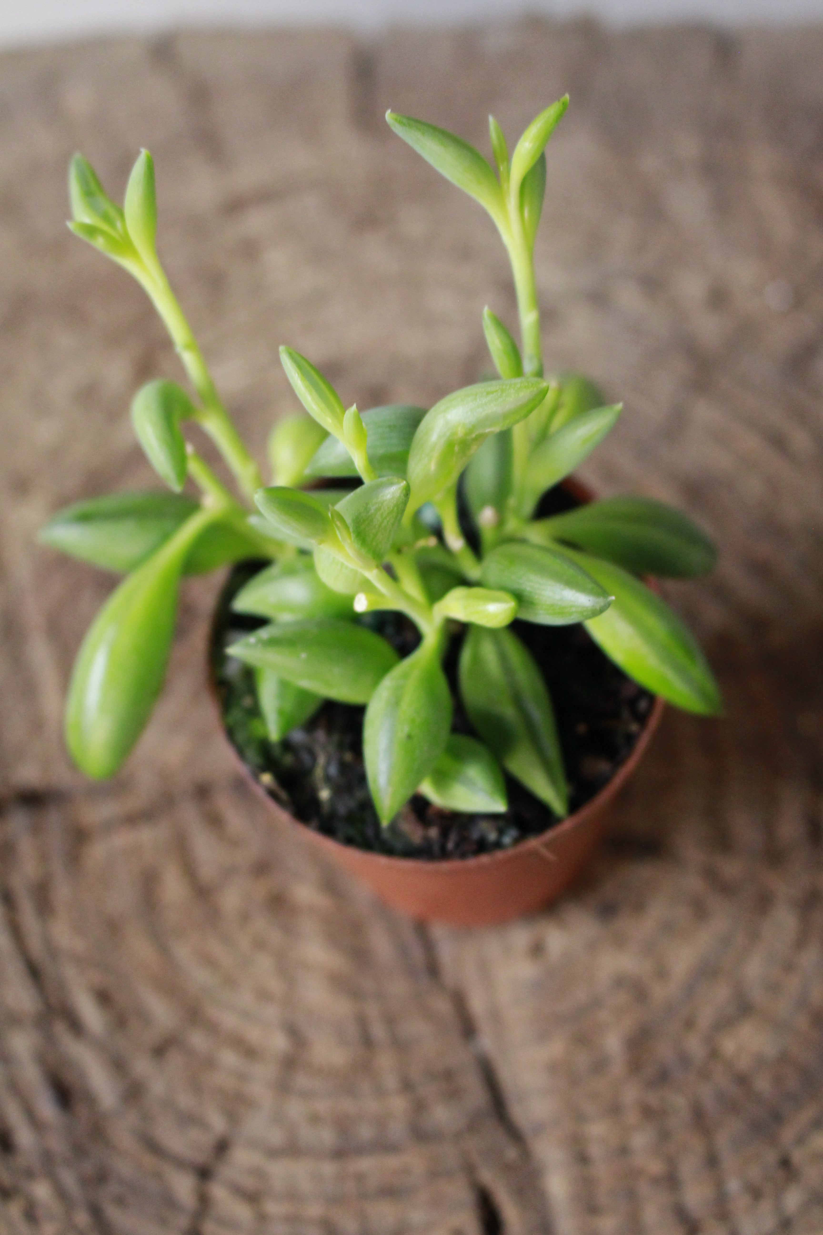 String of tears small terrarium