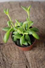Load image into Gallery viewer, String of tears small terrarium
