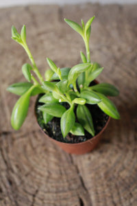 String of tears small terrarium
