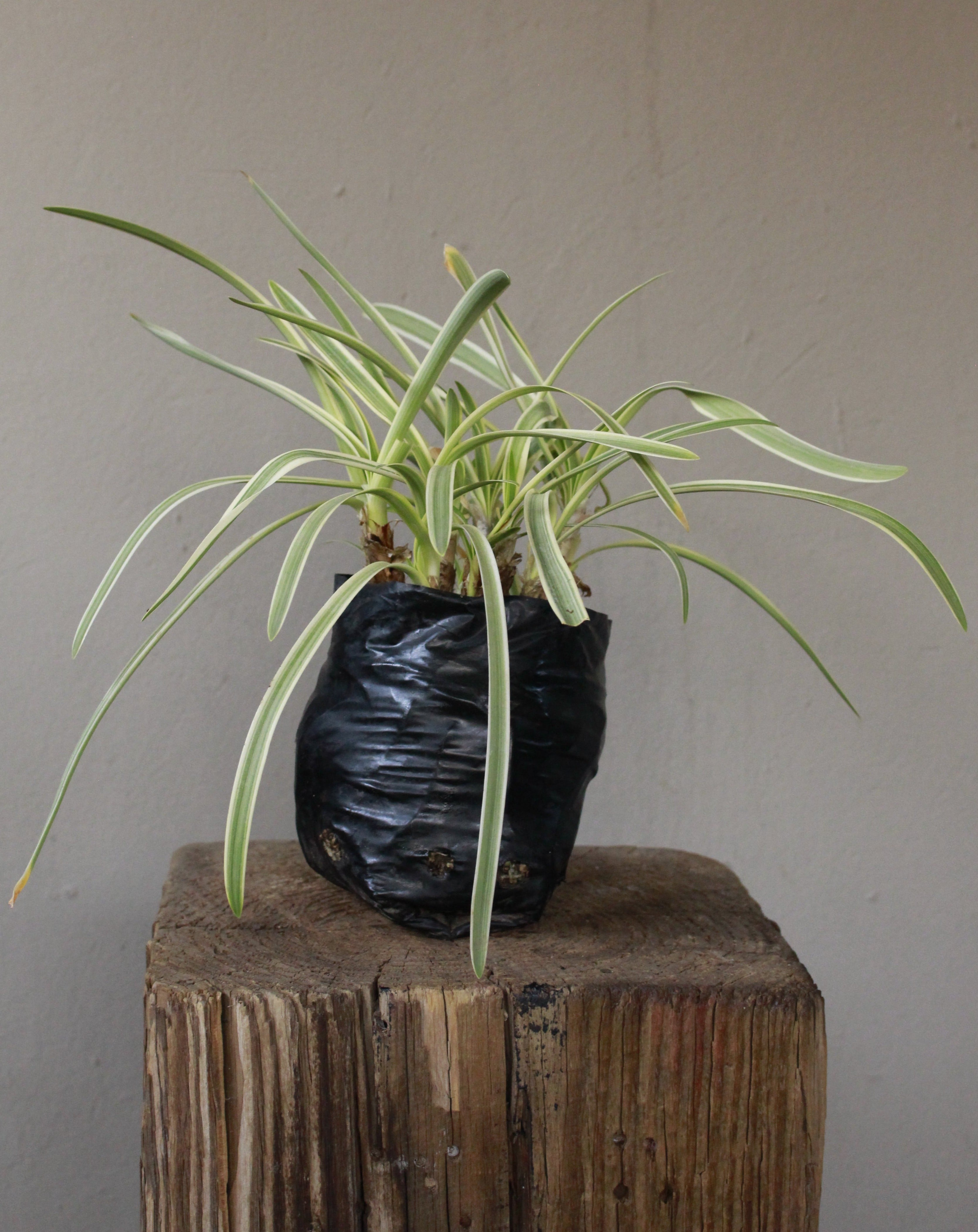 Agapanthus Silver Moon Varigated