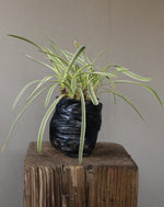 Load image into Gallery viewer, Agapanthus Silver Moon Varigated
