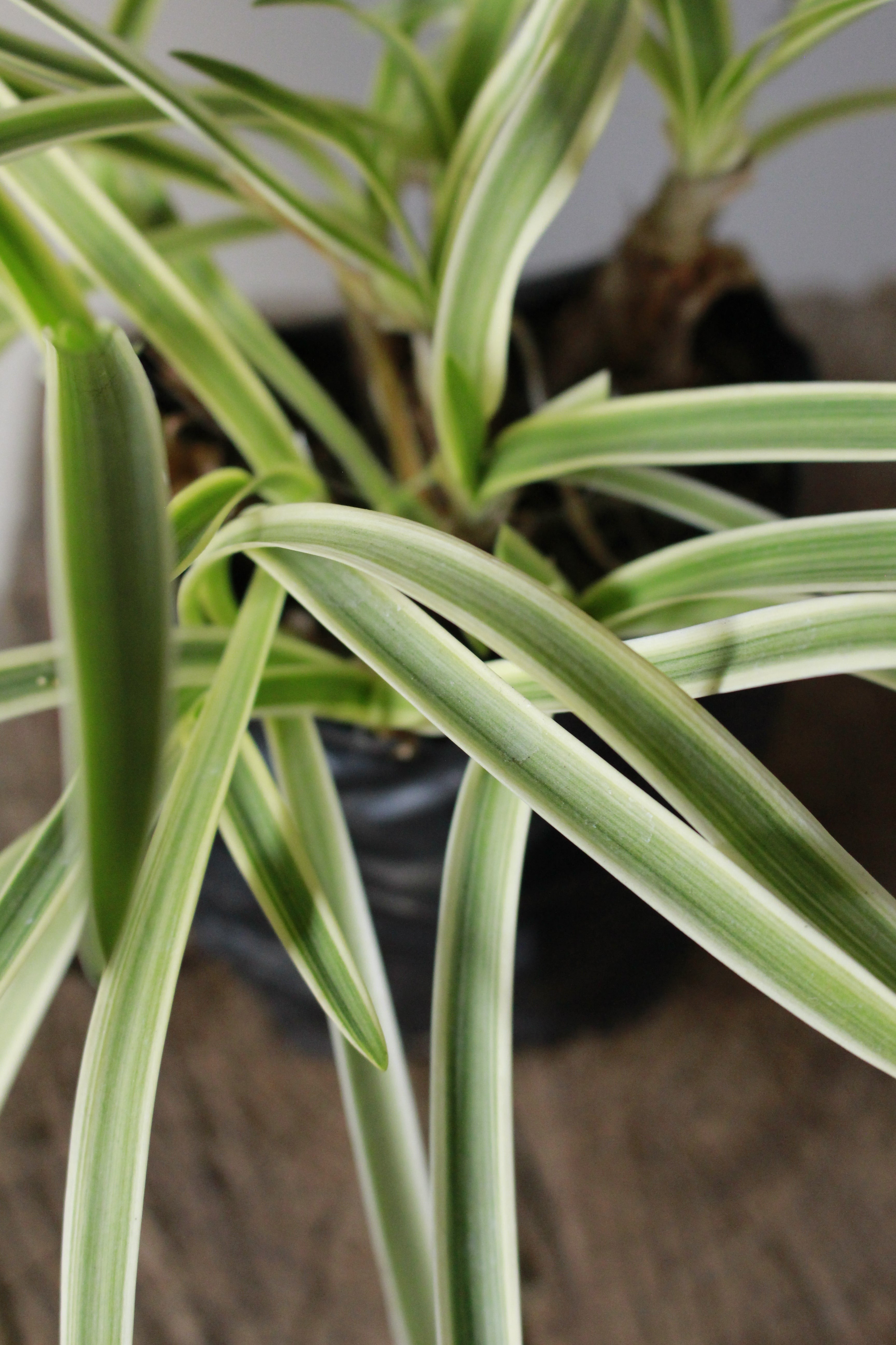 Agapanthus Silver Moon Varigated