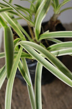 Load image into Gallery viewer, Agapanthus Silver Moon Varigated
