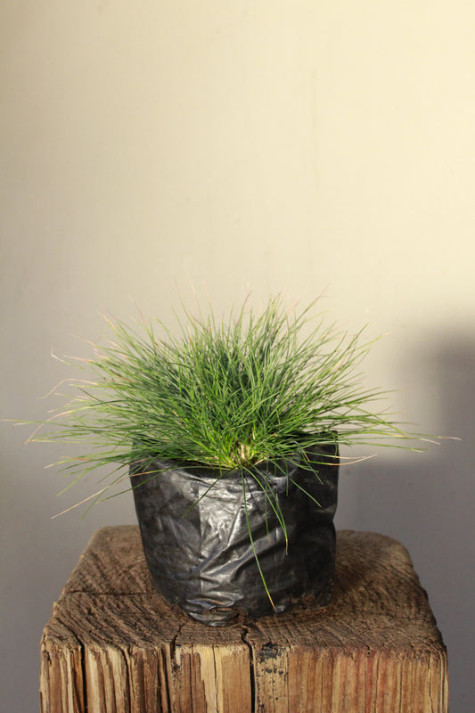 Carex Comans Amazon Mist grass