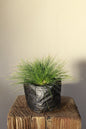 Carex Comans Amazon Mist grass