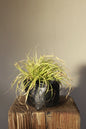 Carex Evergold grass
