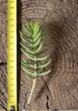 Crassula Pine Tree Cutting