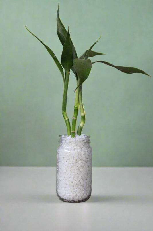 lucky bamboo arrangement