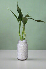 Load image into Gallery viewer, Lucky Bamboo - 3 short stems - Planted in glass jar with gravel
