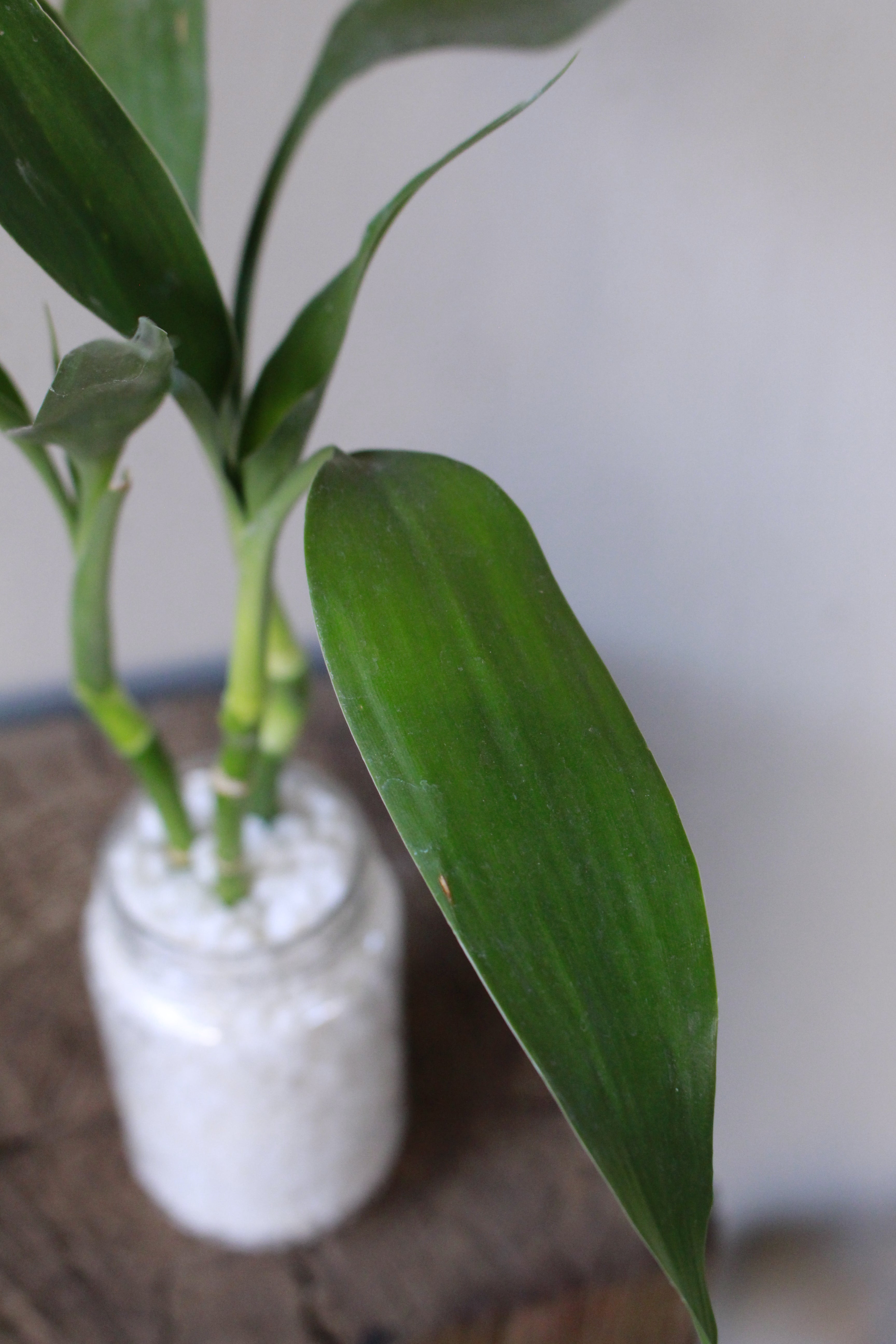 Lucky Bamboo - 3 short stems - Planted in glass jar with gravel