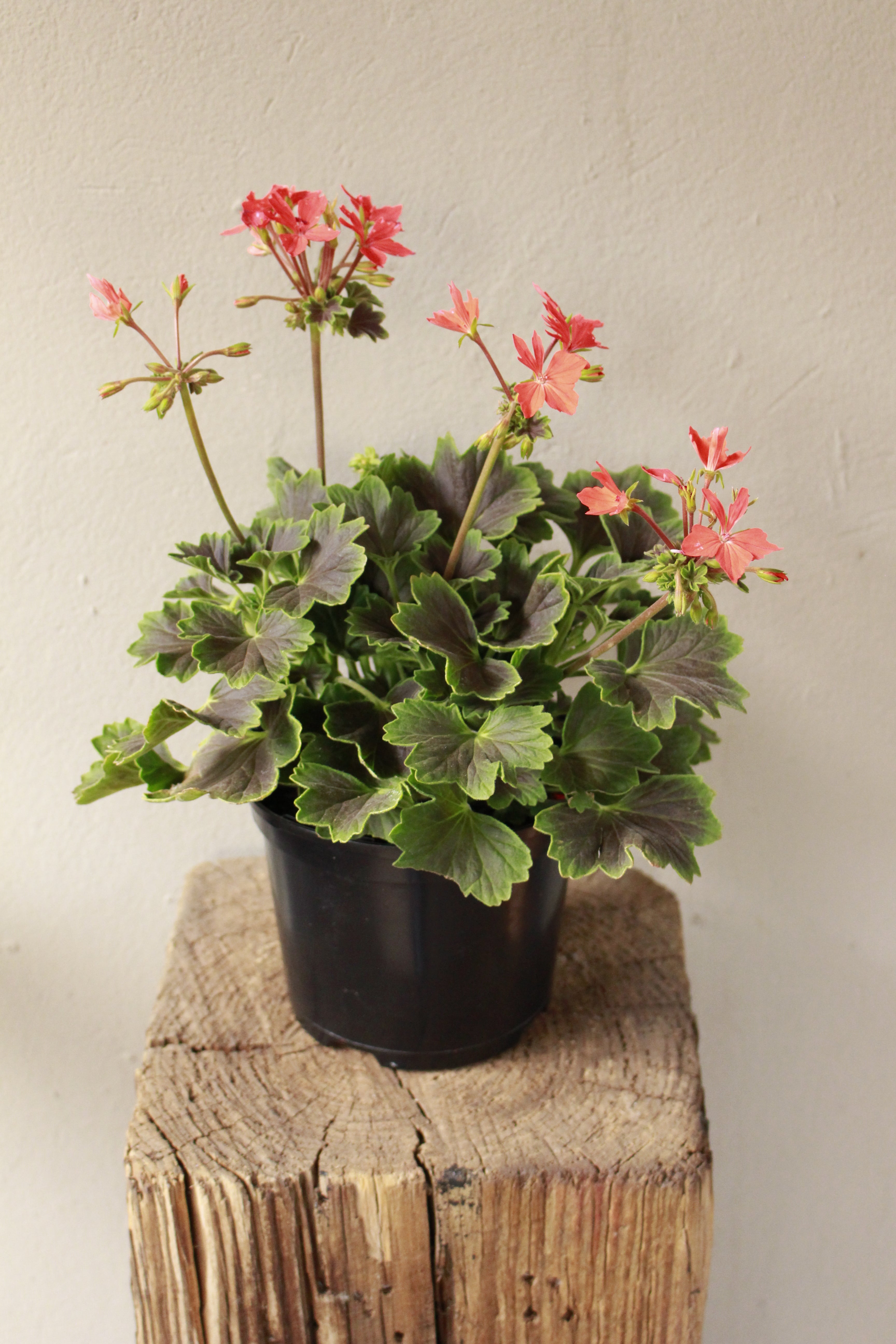 Geranium Pelargonium Chocolate