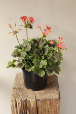 Load image into Gallery viewer, Geranium Pelargonium Chocolate
