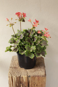 Geranium Pelargonium Chocolate