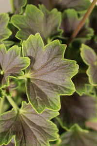 Geranium Pelargonium Chocolate