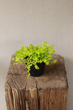 Load image into Gallery viewer, Peace in the home Lime
