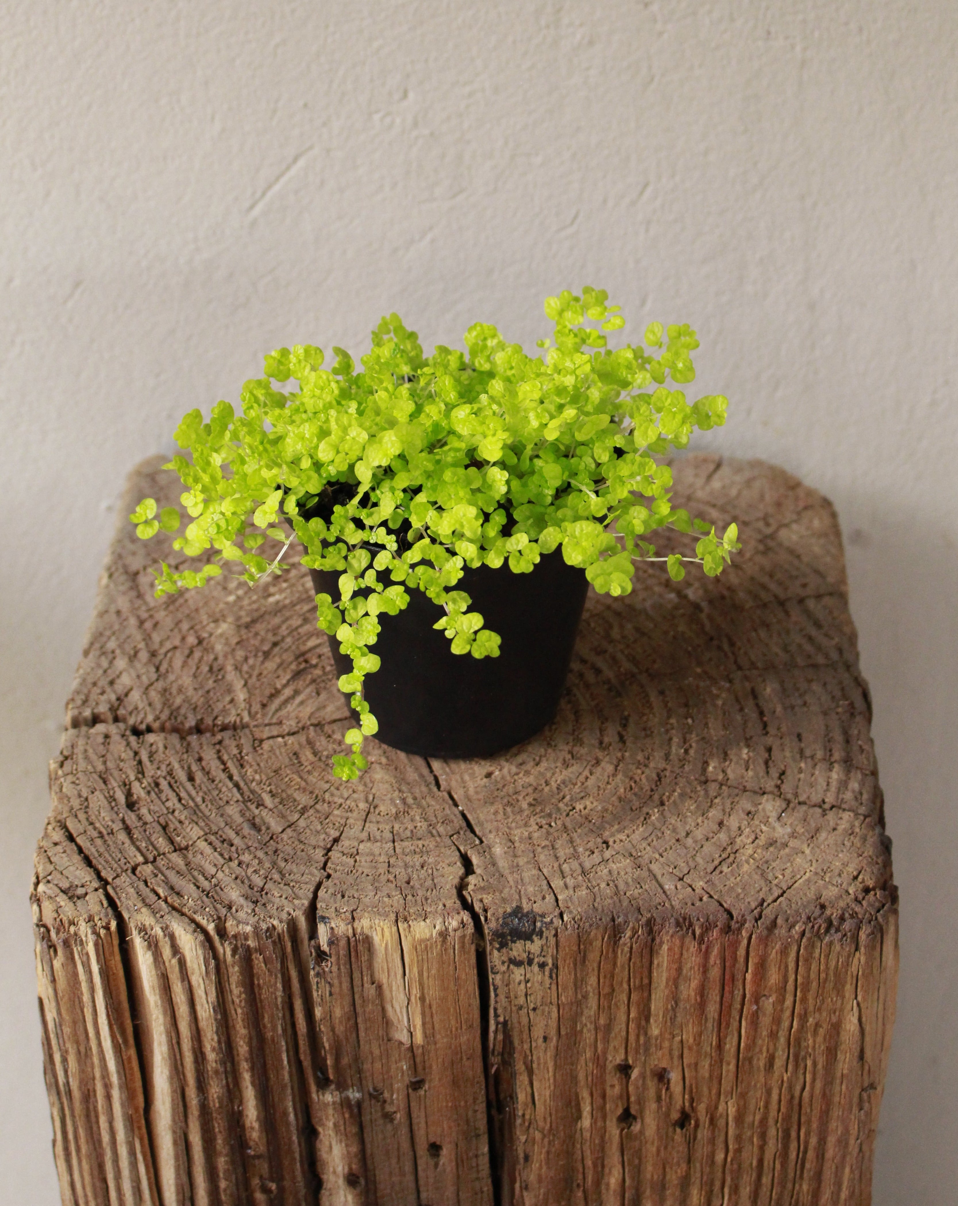 Peace In The Home Lime