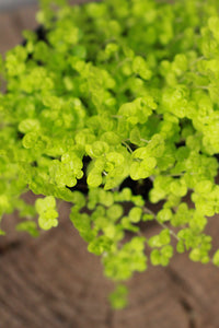 Peace in the home Lime