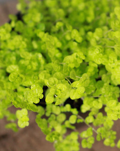 Peace In The Home Lime