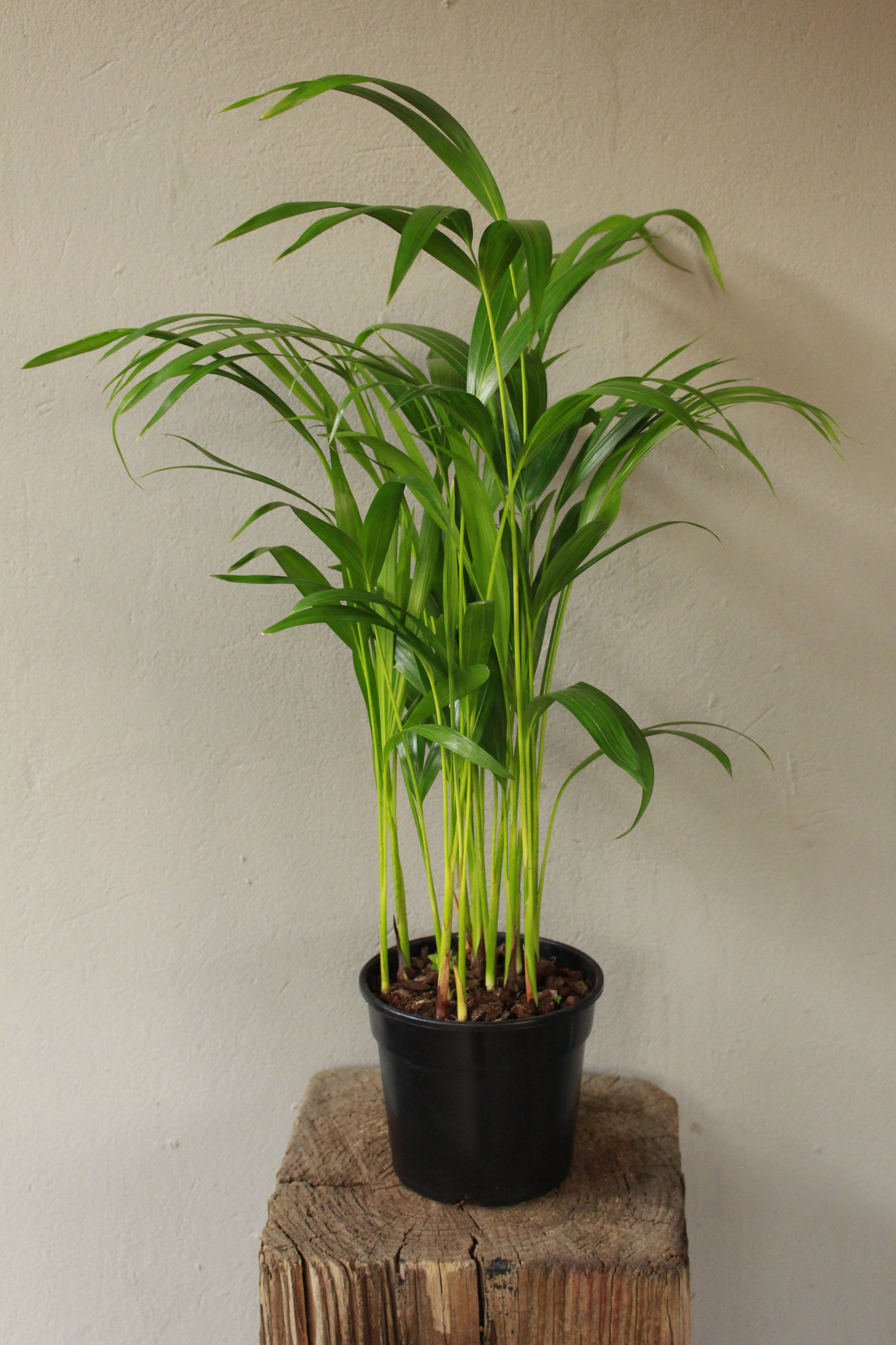 Bamboo Palm