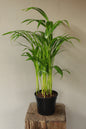 Bamboo Palm