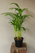 Load image into Gallery viewer, Bamboo Palm
