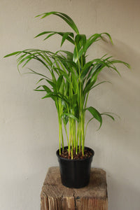 Bamboo Palm