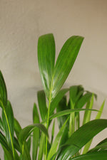 Load image into Gallery viewer, Bamboo Palm
