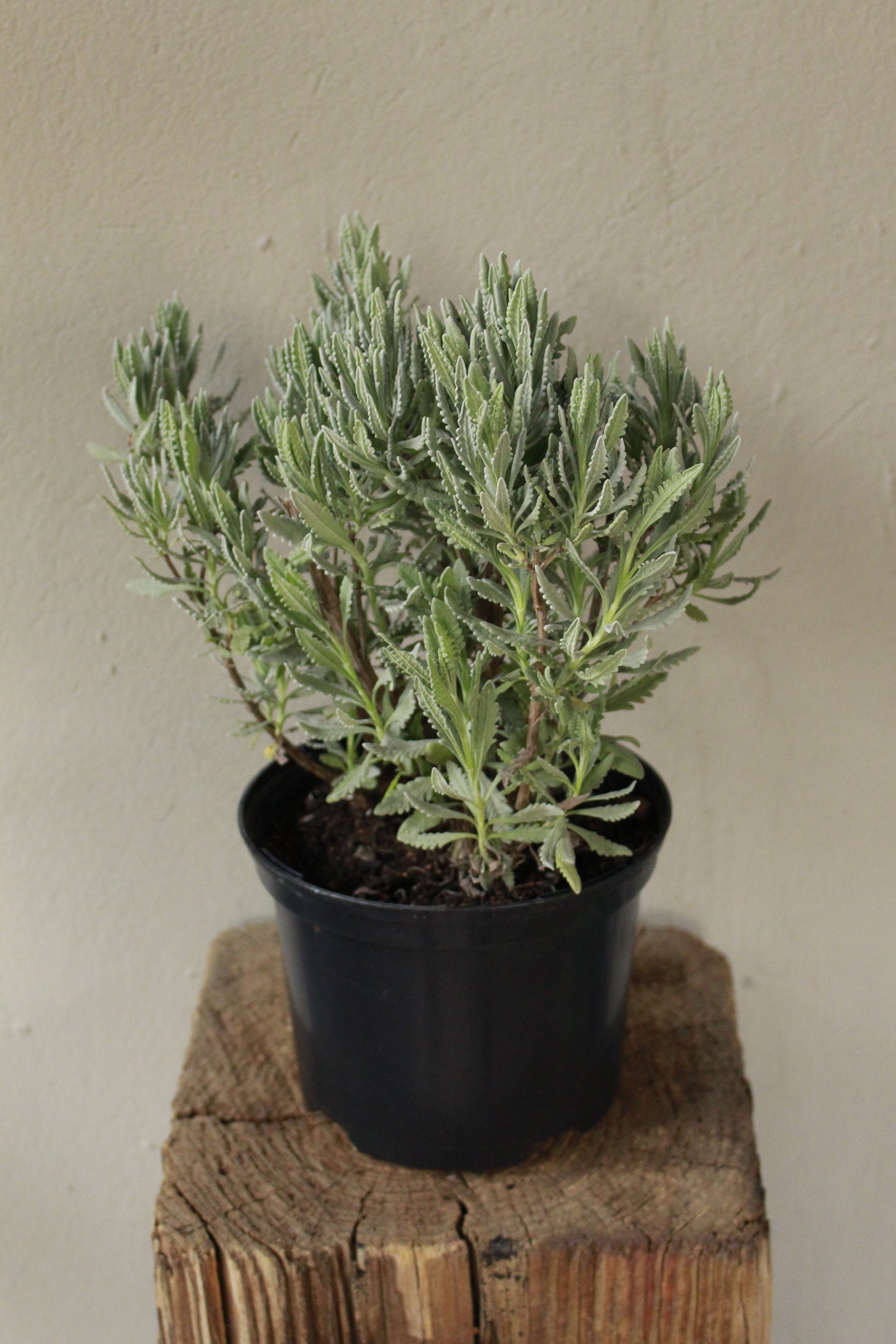 Lavandula dentata