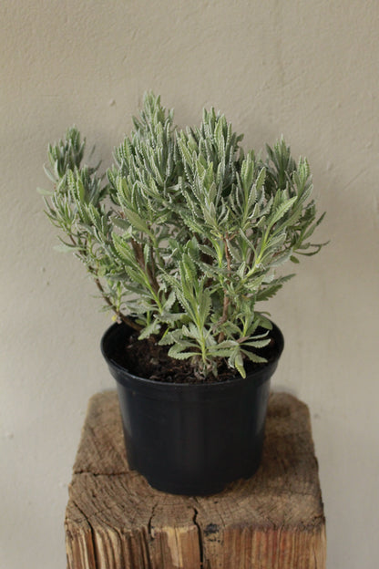 Lavandula dentata