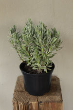 Load image into Gallery viewer, Lavandula dentata
