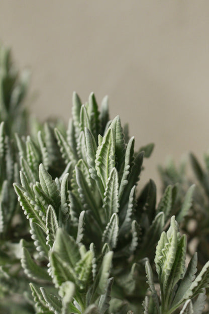 Lavandula dentata