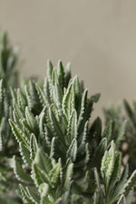 Load image into Gallery viewer, Lavandula dentata
