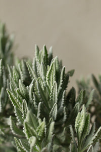 Lavandula dentata