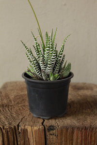 Haworthia Fasciata small terrarium