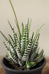 Haworthia Fasciata small terrarium