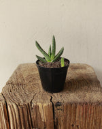 Load image into Gallery viewer, Gasteria Obliqua Maculata
