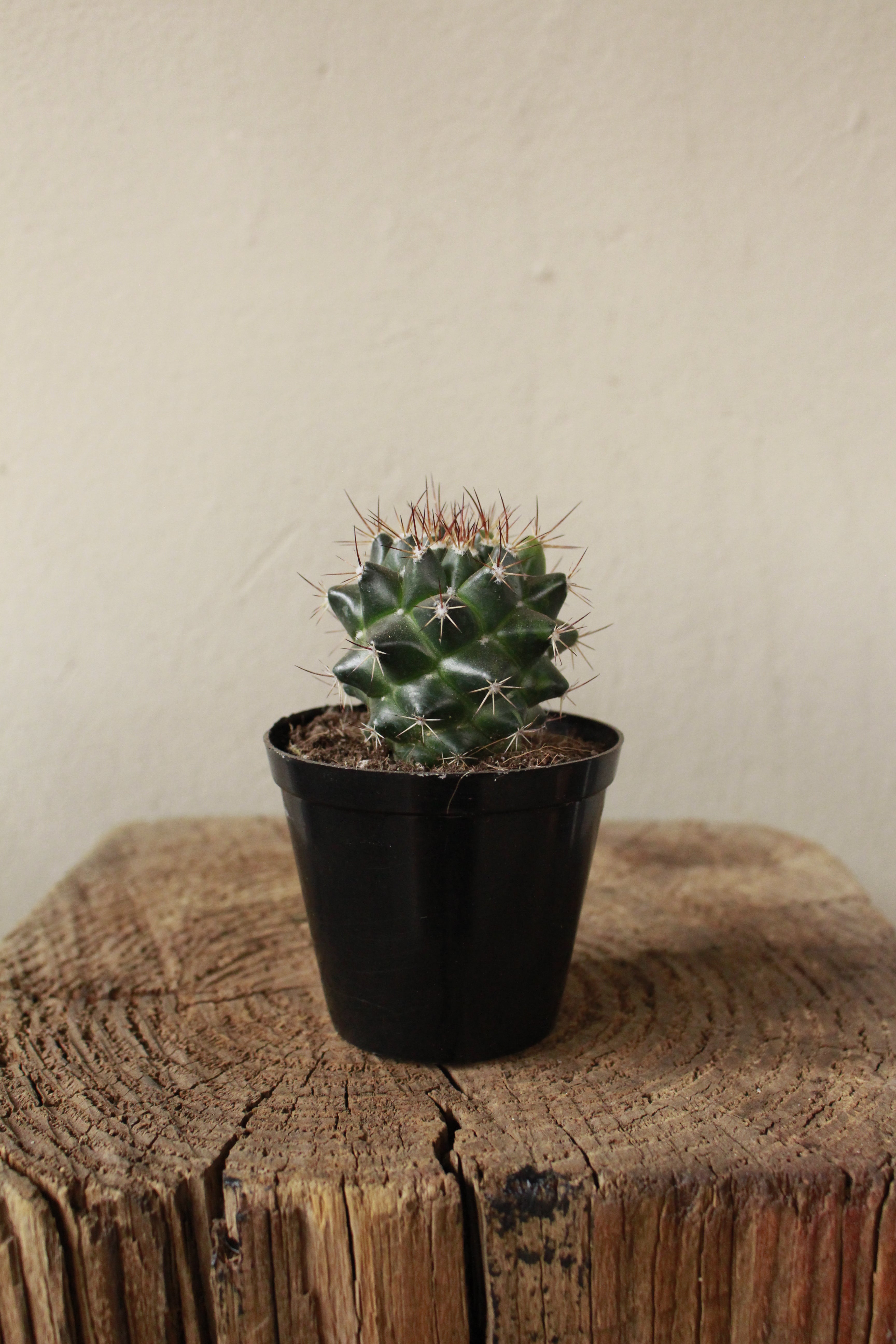 Coryphantha pycnacantha Cactus small terrarium