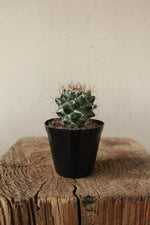 Load image into Gallery viewer, Coryphantha pycnacantha Cactus small terrarium

